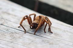 Neosparassus patellatus