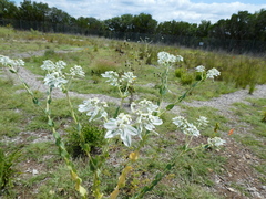 Euphorbia marginata
