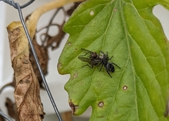 Phidippus borealis