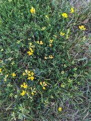 Lotus corniculatus