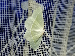 Campaea margaritaria