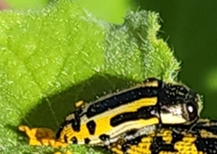 Acmaeodera scalaris