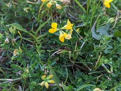 Lotus corniculatus
