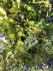 Ligusticum scothicum