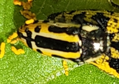 Acmaeodera scalaris