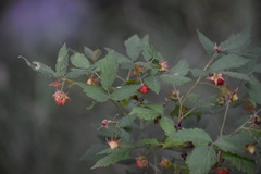 Rubus