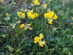 Lotus corniculatus