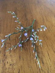 Limonium carolinianum