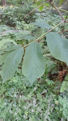 Sambucus