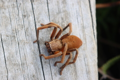 Neosparassus patellatus