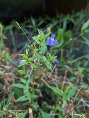 Mimulus ringens