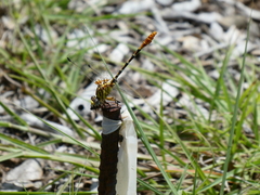 Erpetogomphus