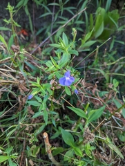 Mimulus ringens