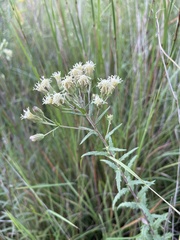 Brickellia eupatorioides