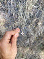Epilobium brachycarpum