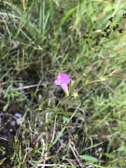 Agalinis neoscotica