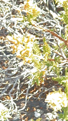 Chamaebatiaria millefolium
