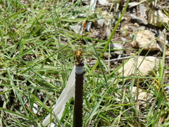 Erpetogomphus