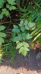 Actaea