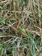 Dichromorpha viridis