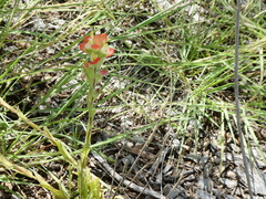 Castilleja indivisa