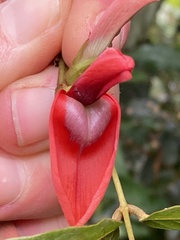 Kennedia rubicunda