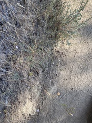 Epilobium brachycarpum
