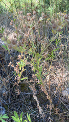 Potentilla recta