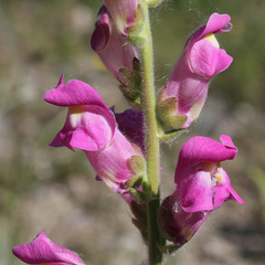 Antirrhinum majus