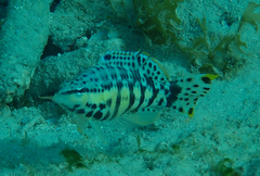 Serranus tigrinus