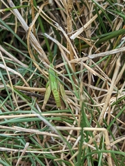 Dichromorpha viridis