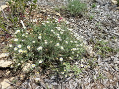 Erigeron modestus
