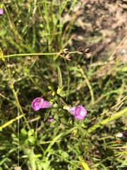 Agalinis neoscotica