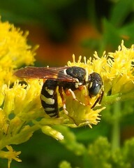 Philanthus ventilabris
