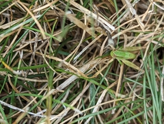 Dichromorpha viridis