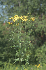 Coreopsis tripteris