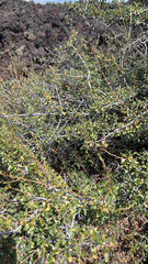 Purshia tridentata
