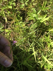 Agalinis neoscotica