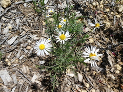 Erigeron modestus