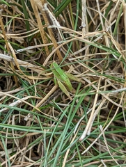 Dichromorpha viridis