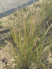 Ammophila breviligulata