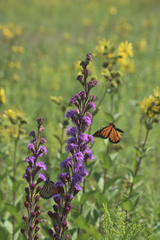 Liatris ligulistylis