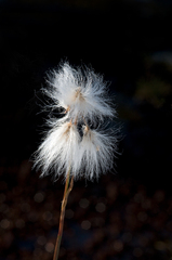Eriophorum angustifolium