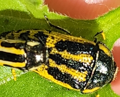 Acmaeodera amplicollis