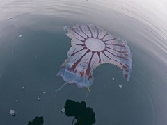 Chrysaora colorata