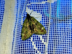 Chloroclysta siterata