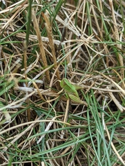 Dichromorpha viridis