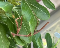 Stagmomantis carolina