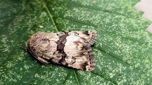 Sympistis albifasciata