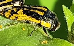 Acmaeodera amplicollis